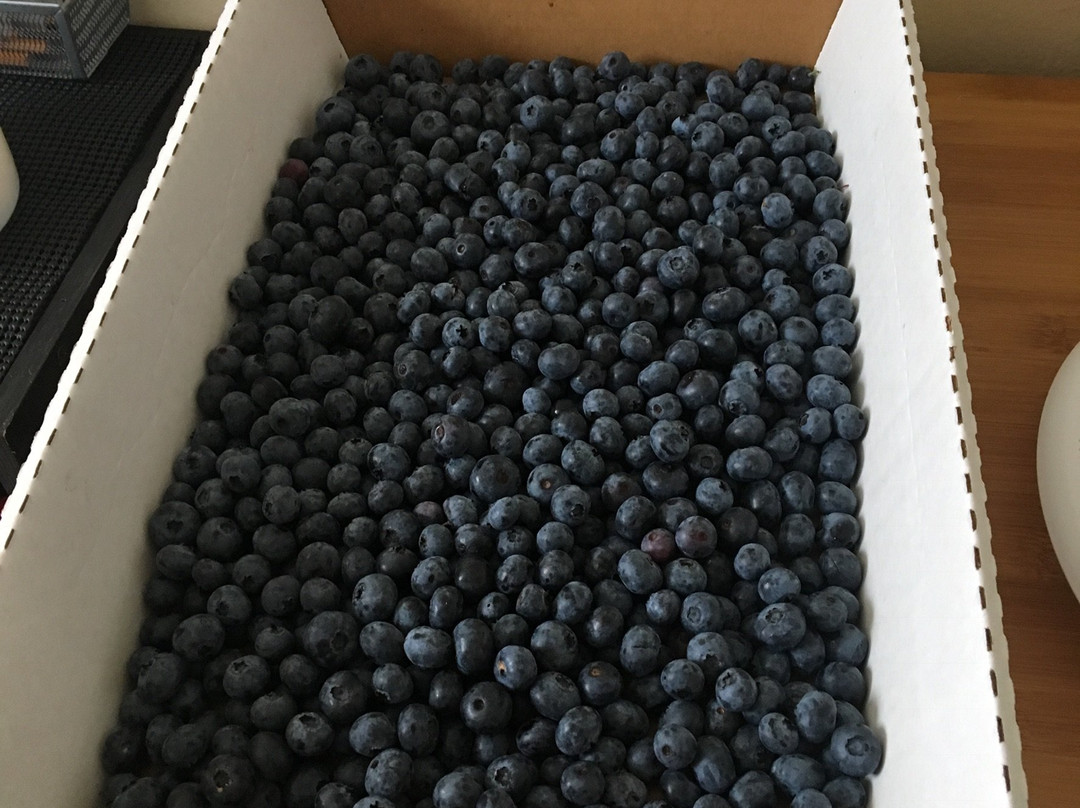 Emery's Berry Farm-New Egypt必去景点