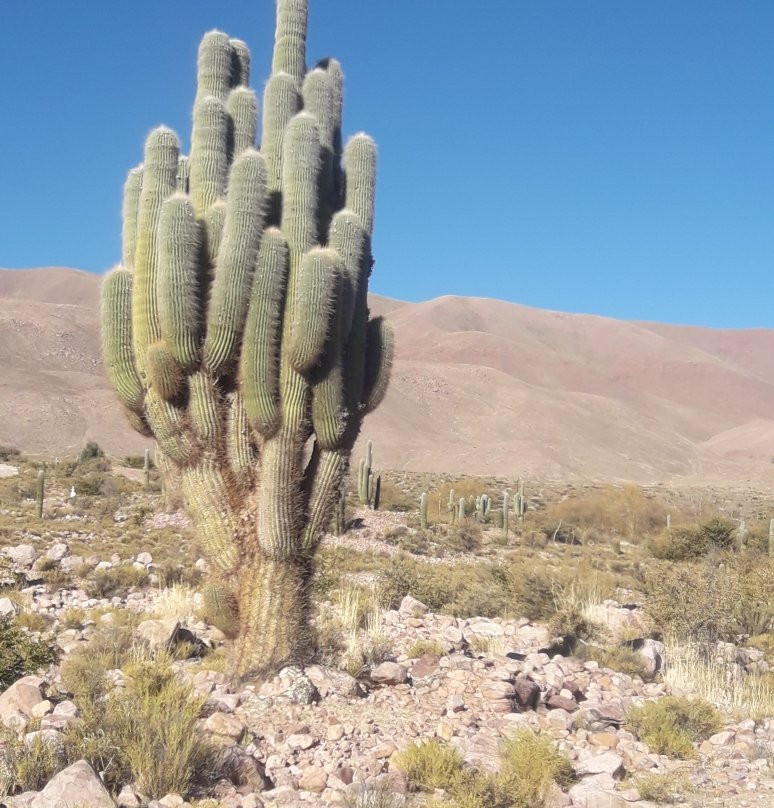 Quebrada de Humahuaca景点图片