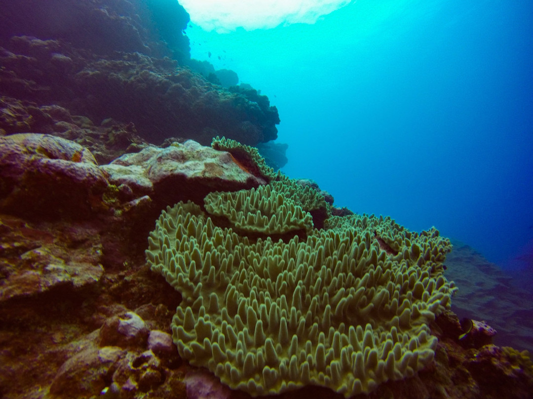 Pure Ocean Dive & Water sports-Mulifanua必去景点