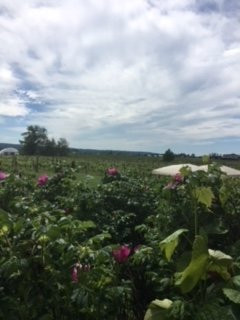 Vinoscenti Vineyards-素里必去景点