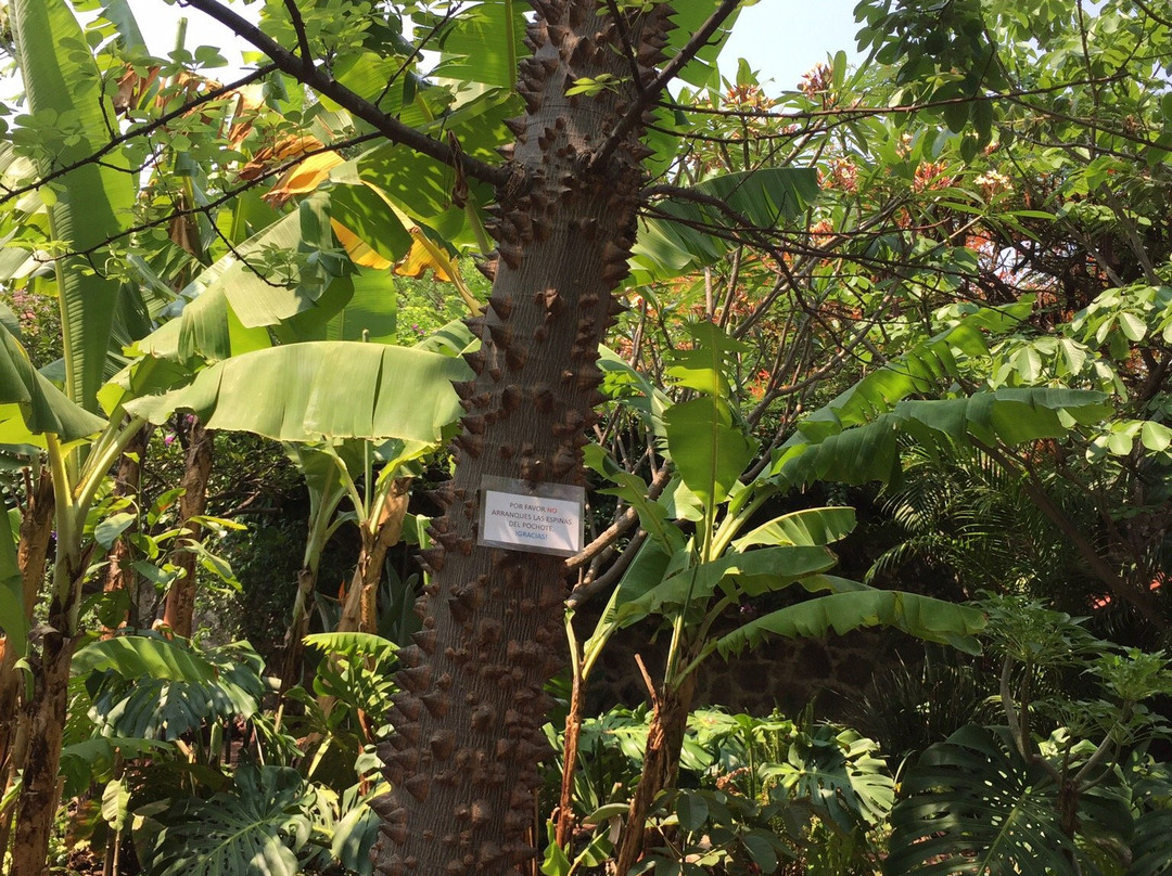 Museo Vivo-Malinalco必去景点
