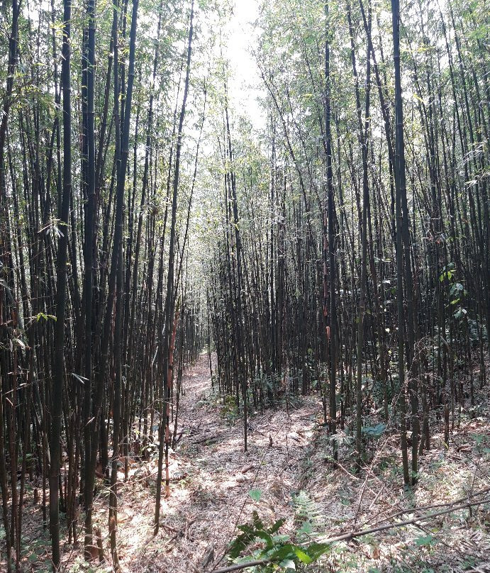 Chopai Homestay Tours景点图片