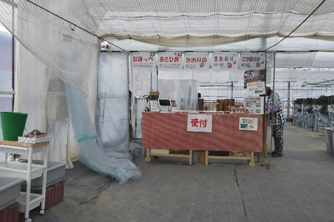 Koshigaya Strawberry Suga Farm-越谷市必去景点