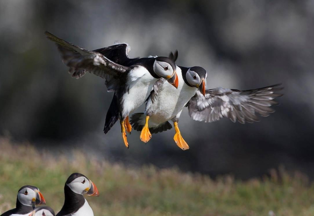 Boat Tours in Vestmannaeyjar-韦斯特曼纳群岛必去景点