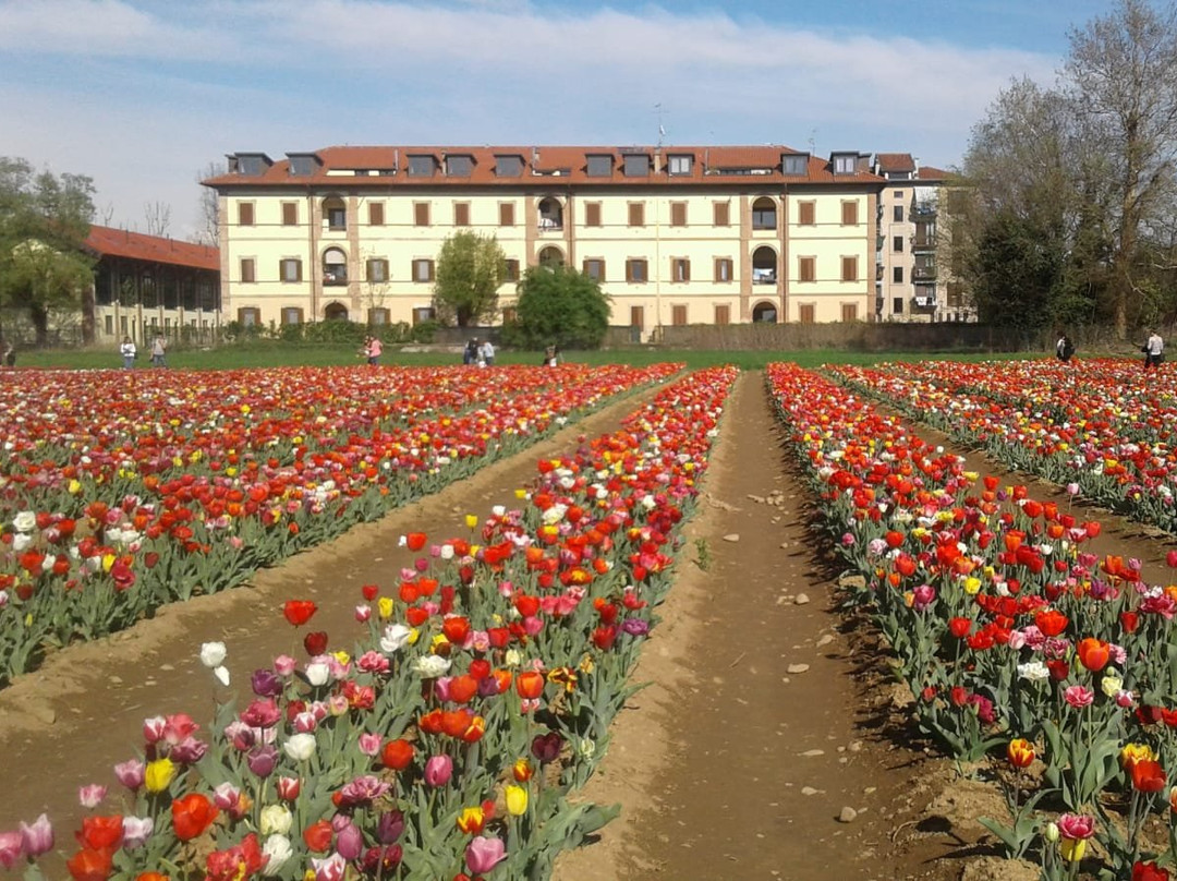 Tulipani Italiani Arese景点图片