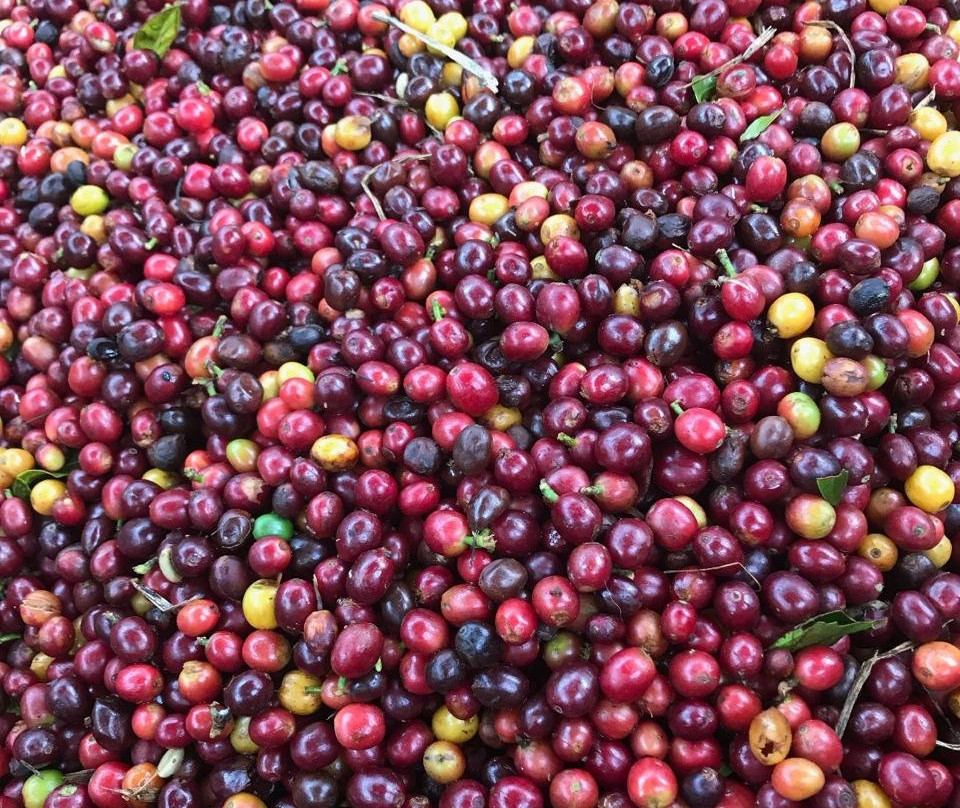 Cafe Hacienda Horizontes-Marsella必去景点