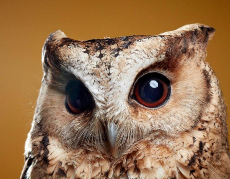 Chauffeured Excursions UK-剑桥必去景点