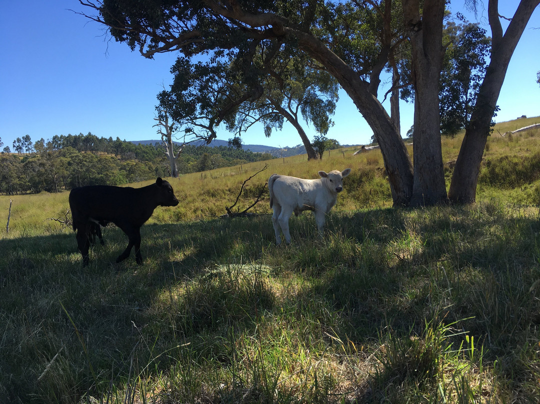 Wirraway Farm Stay主图