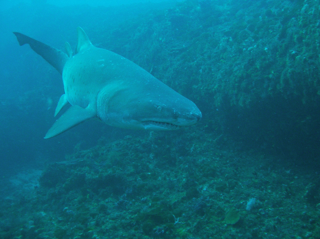 African Dive Adventures景点图片