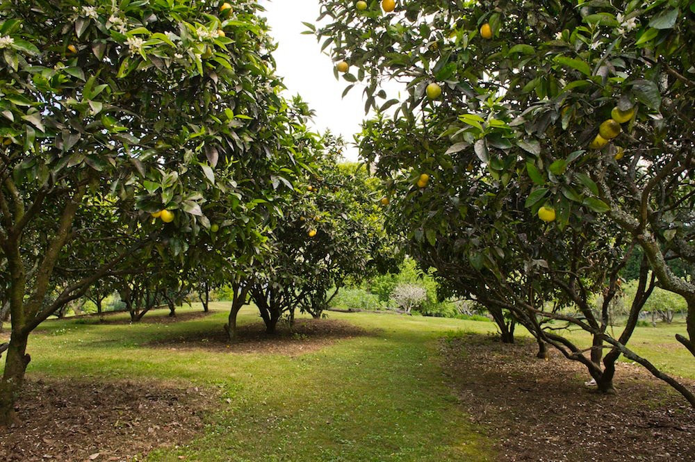 Mercury Orchard Accommodation主图