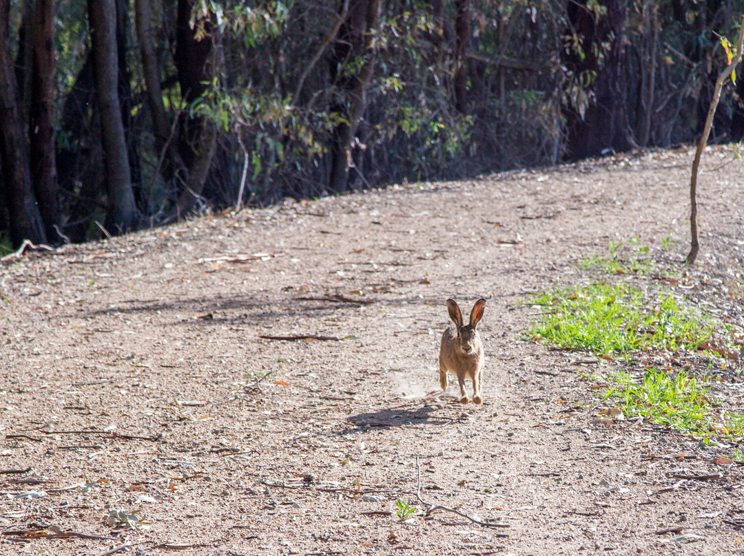 Wonga Wetlands-奥尔伯里必去景点