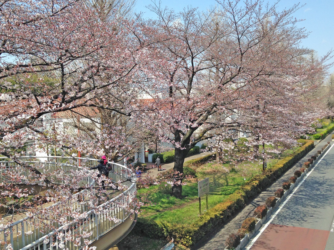 Daigakudori Street-国立市必去景点