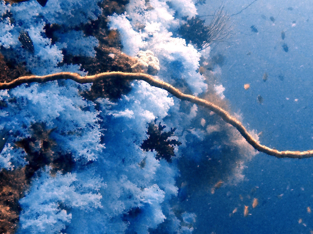 Dive Academy Fiji-Waiyevo必去景点