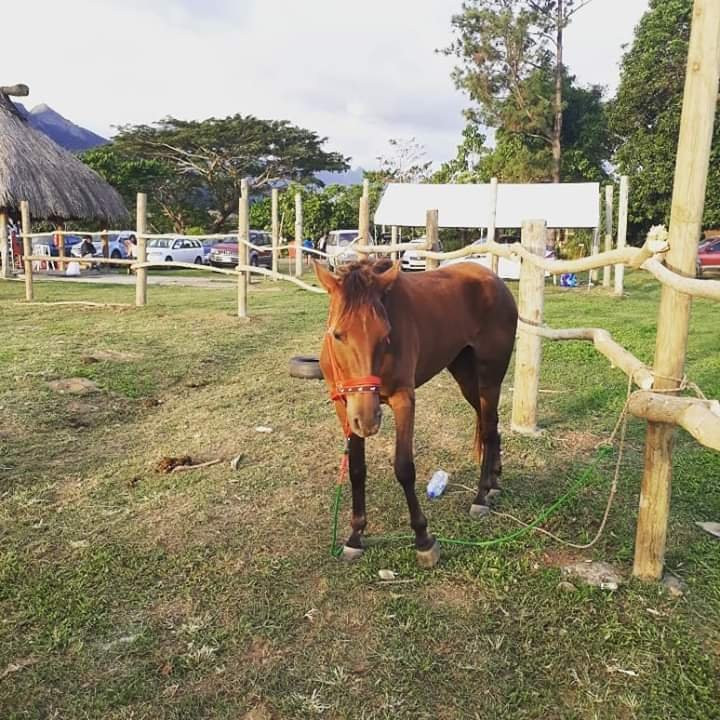 Aviva Farms-纳迪市必去景点