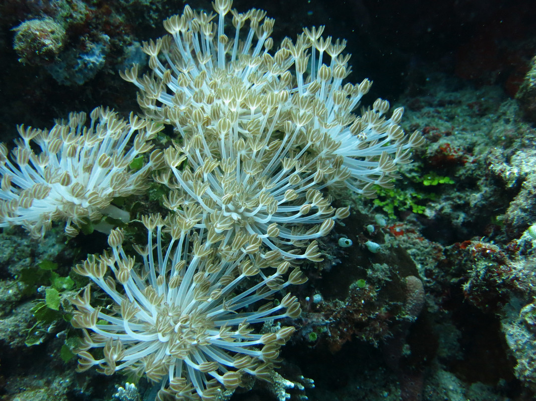 Moyo Dive Center景点图片