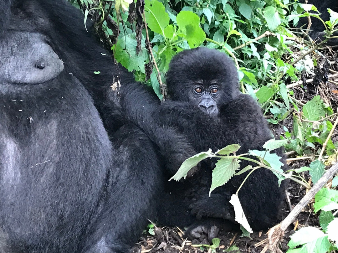 Albertine Tours-吉佳利必去景点