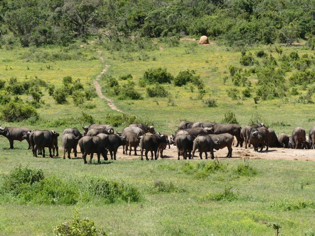 阿多大象国家公园景点图片