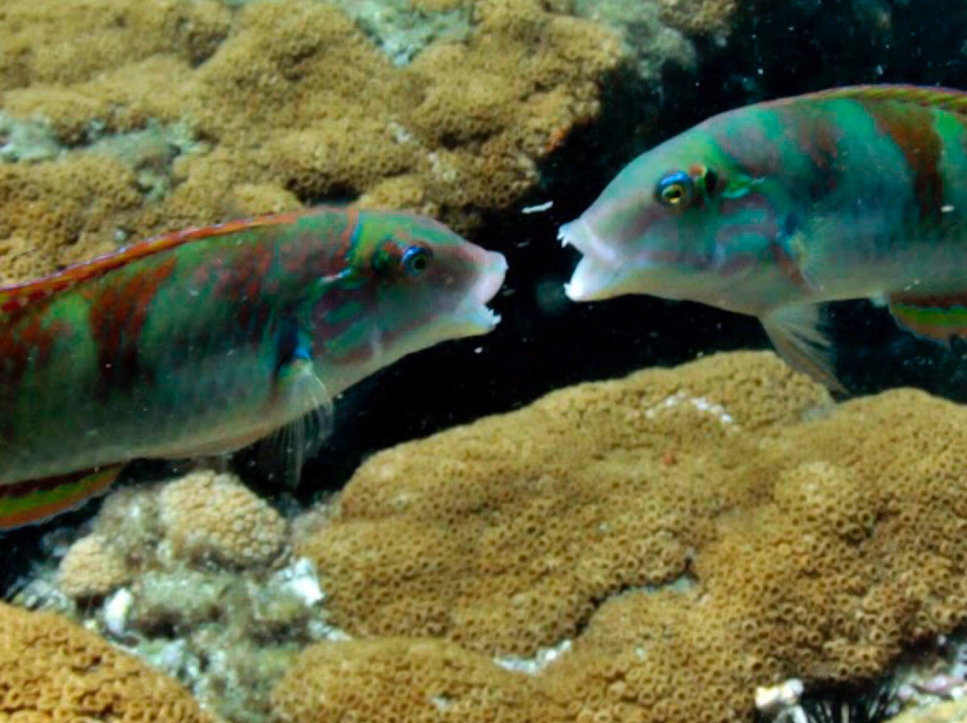 Queiroz Diver-阿拉伊阿尔港必去景点