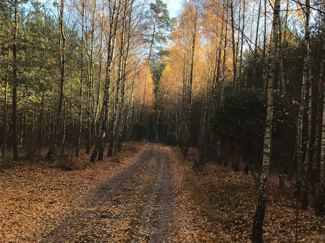 Wielkopolski National Park景点图片