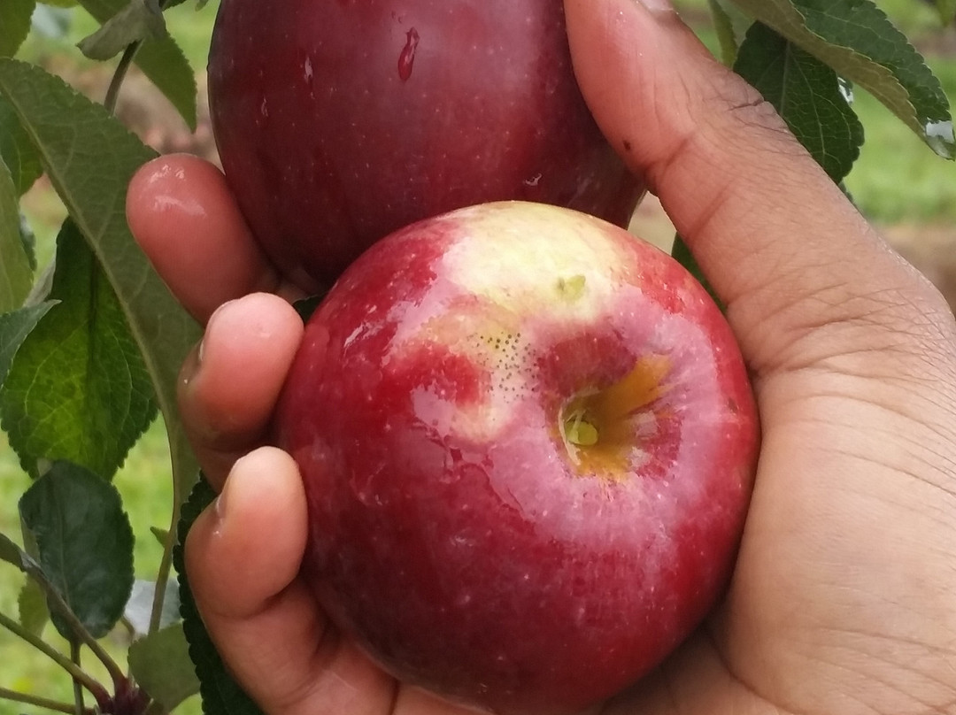 The Big'r Apple Farm-布兰普敦必去景点