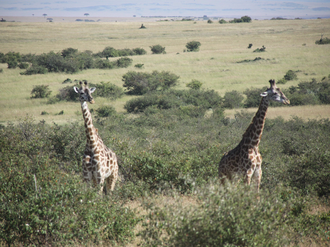 Ol Kinyei Conservancy-马赛马拉国家野生动物保护区必去景点
