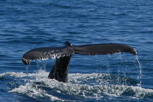 Husavik Walking Tours-胡萨维克必去景点