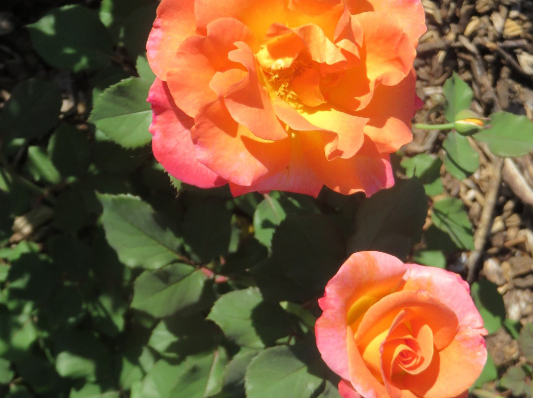 Hamann Rose Garden-林肯必去景点