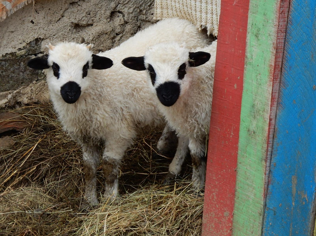La Ferme des Lamas景点图片