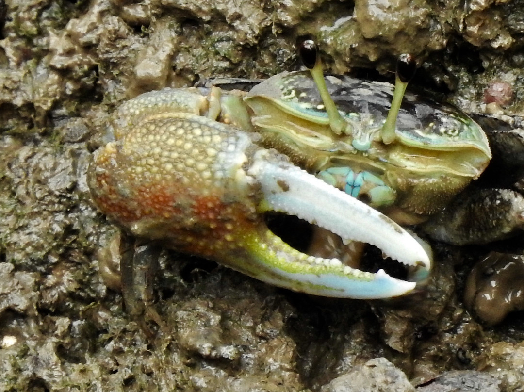 Ao Mahachai Mangrove Forest Natural Education Center-龙仔厝必去景点