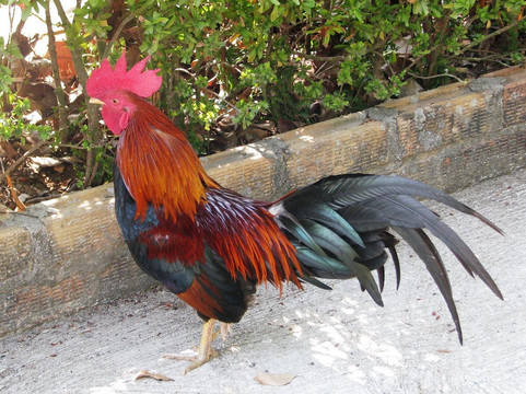 Wat Ban Ko Si Rea-拉特萨达必去景点