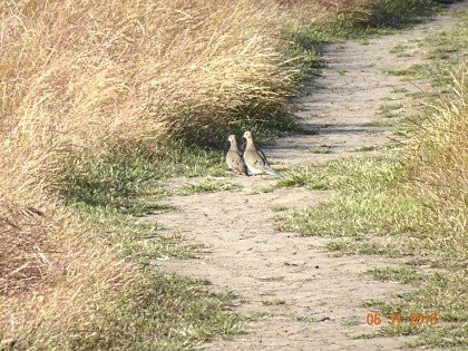 Estero Bluffs State Park景点图片