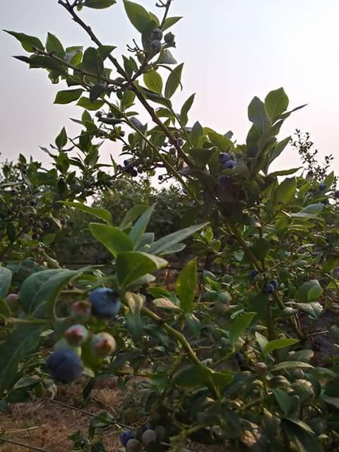 Sakuma Brothers Farm景点图片