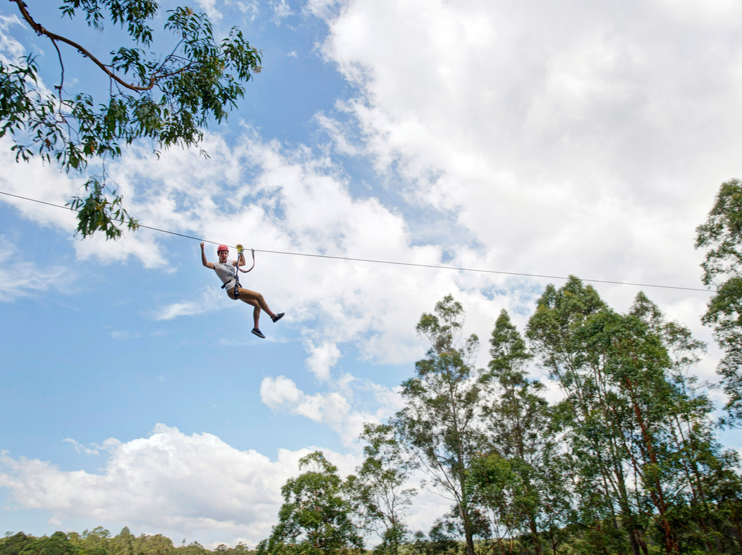Treetops Adventure Coffs Harbour-科夫斯港必去景点