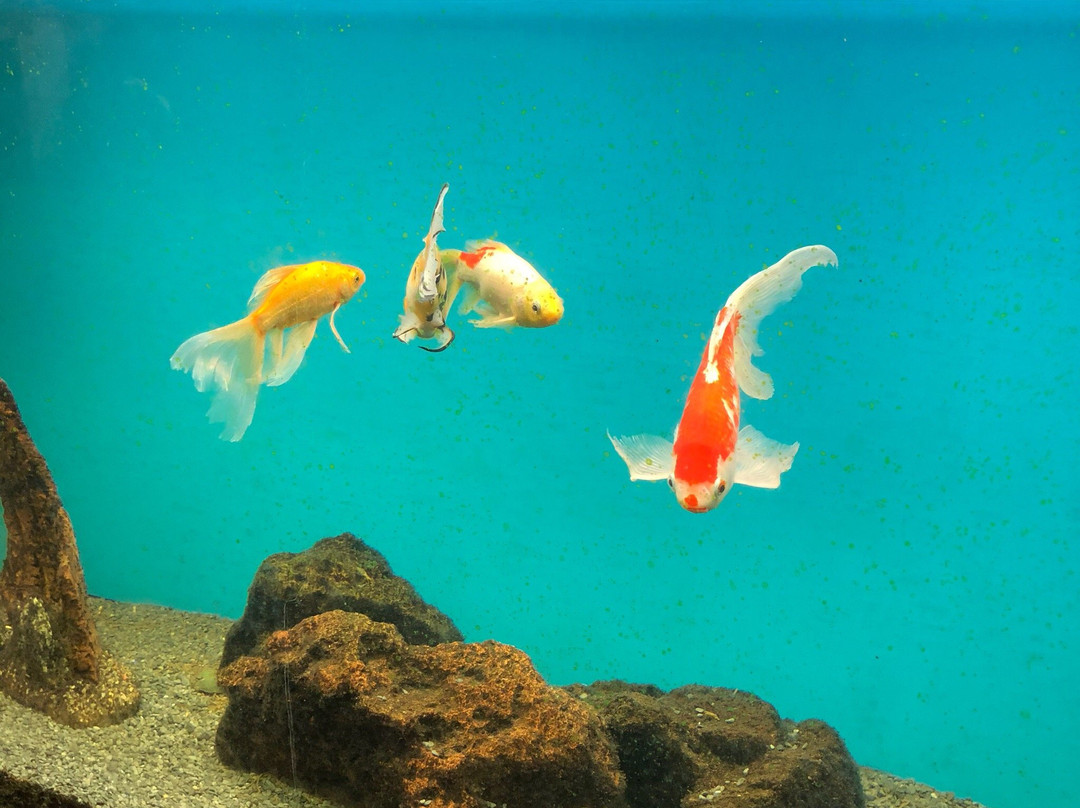 Urban Safari Rescue Society-素里必去景点