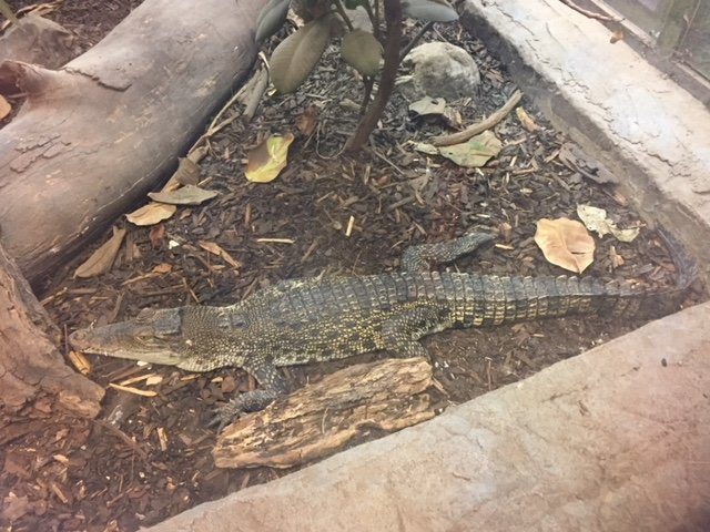 The National Reptile Zoo-Gowran必去景点