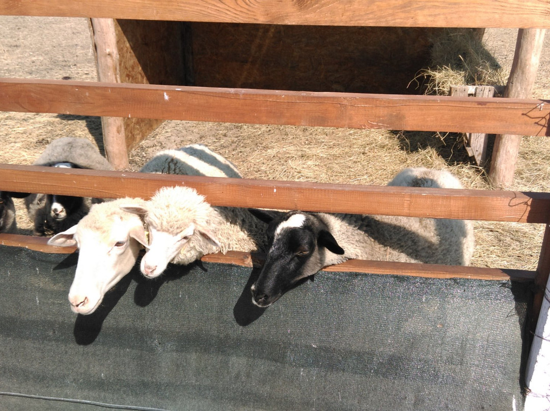 Ostrich Farm Ekzotik-Kerch必去景点