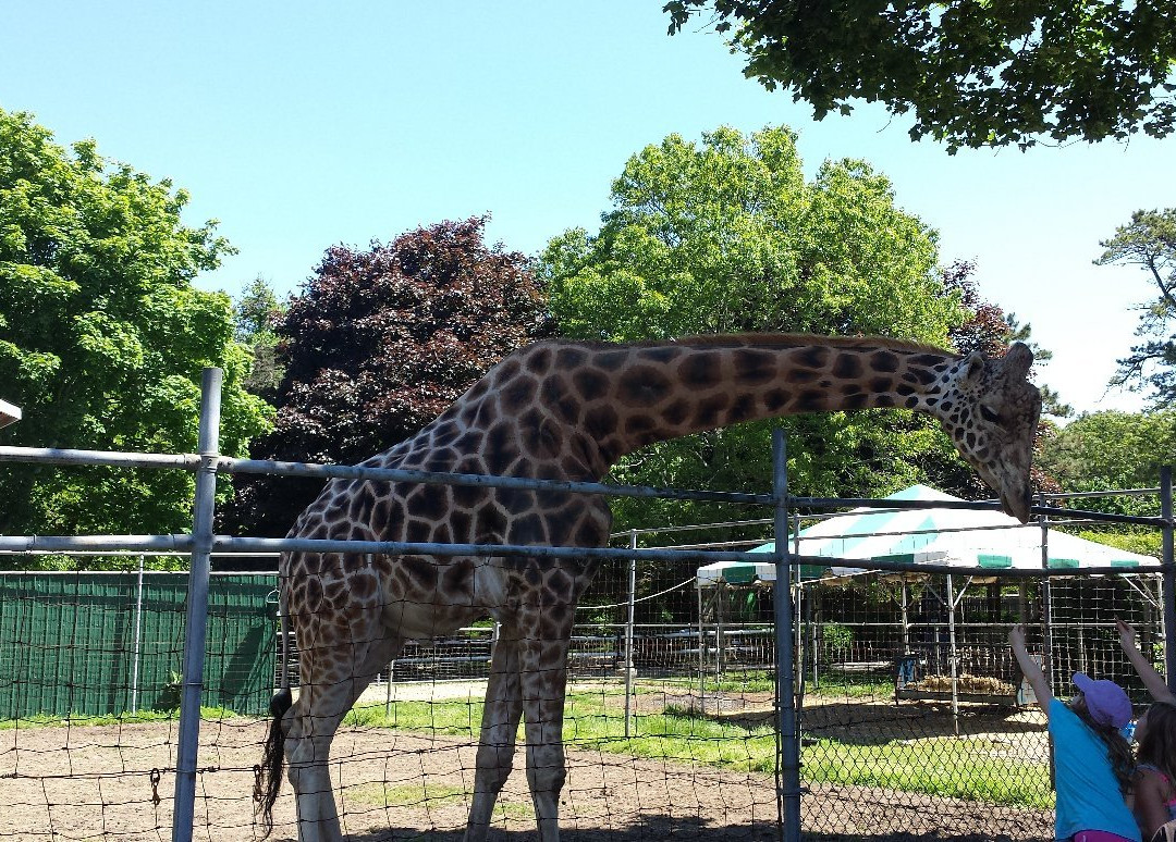 Long Island Game Farm - Wildlife Park & Children's Zoo景点图片