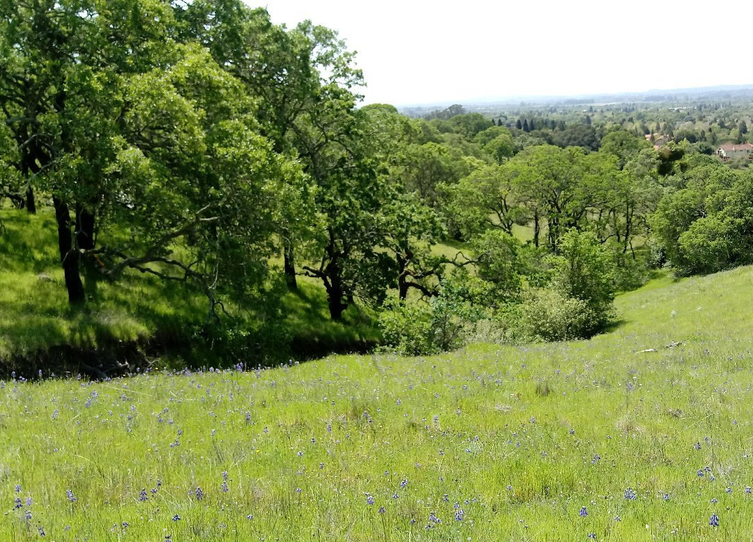 Foothill Regional Park景点图片