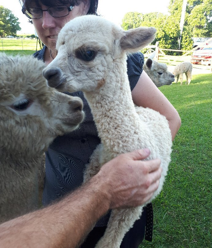 Cardiff Alpacas景点图片