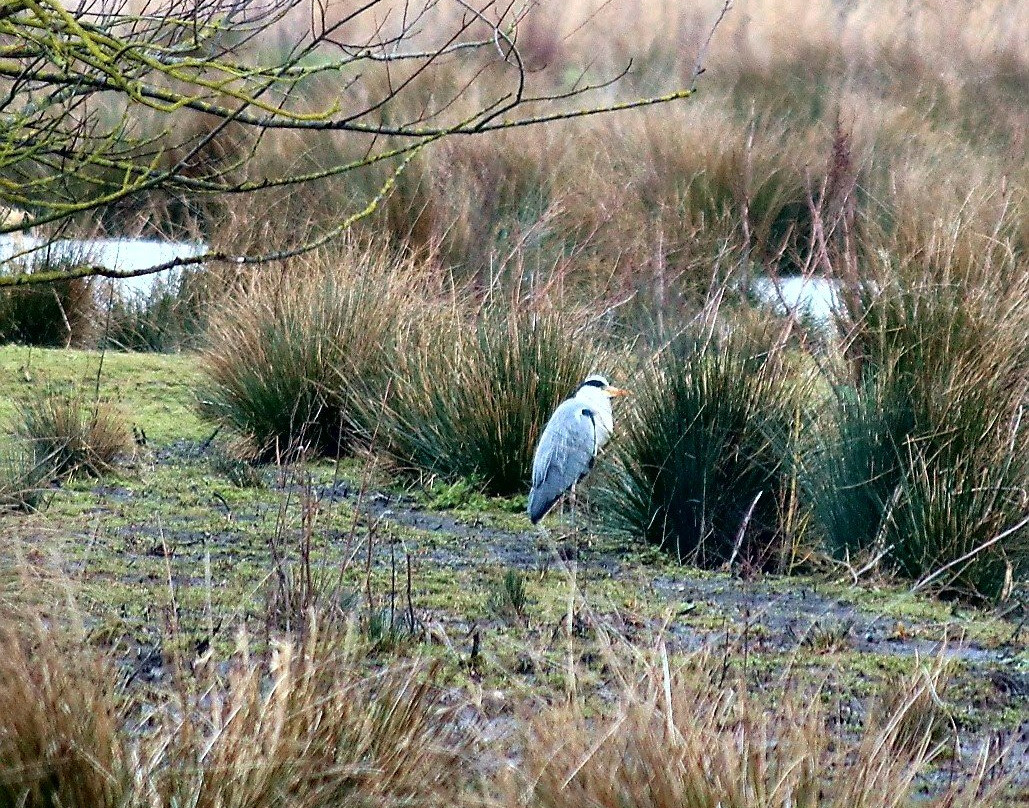 Hornchurch Country Park景点图片