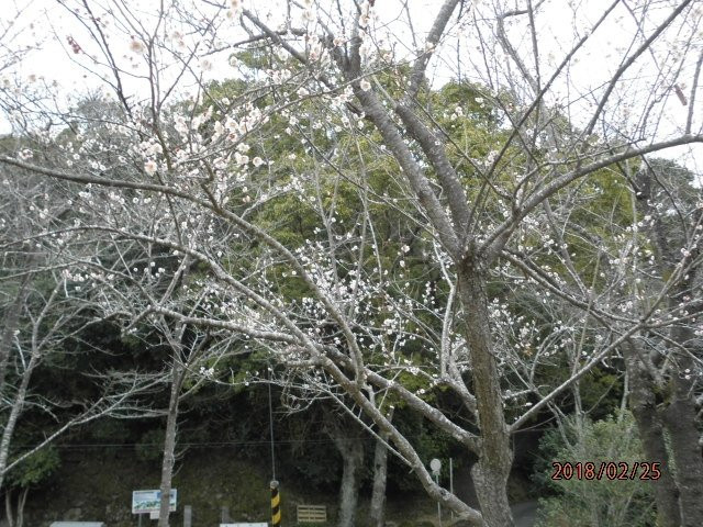 Tamematsu Park-四万十市必去景点
