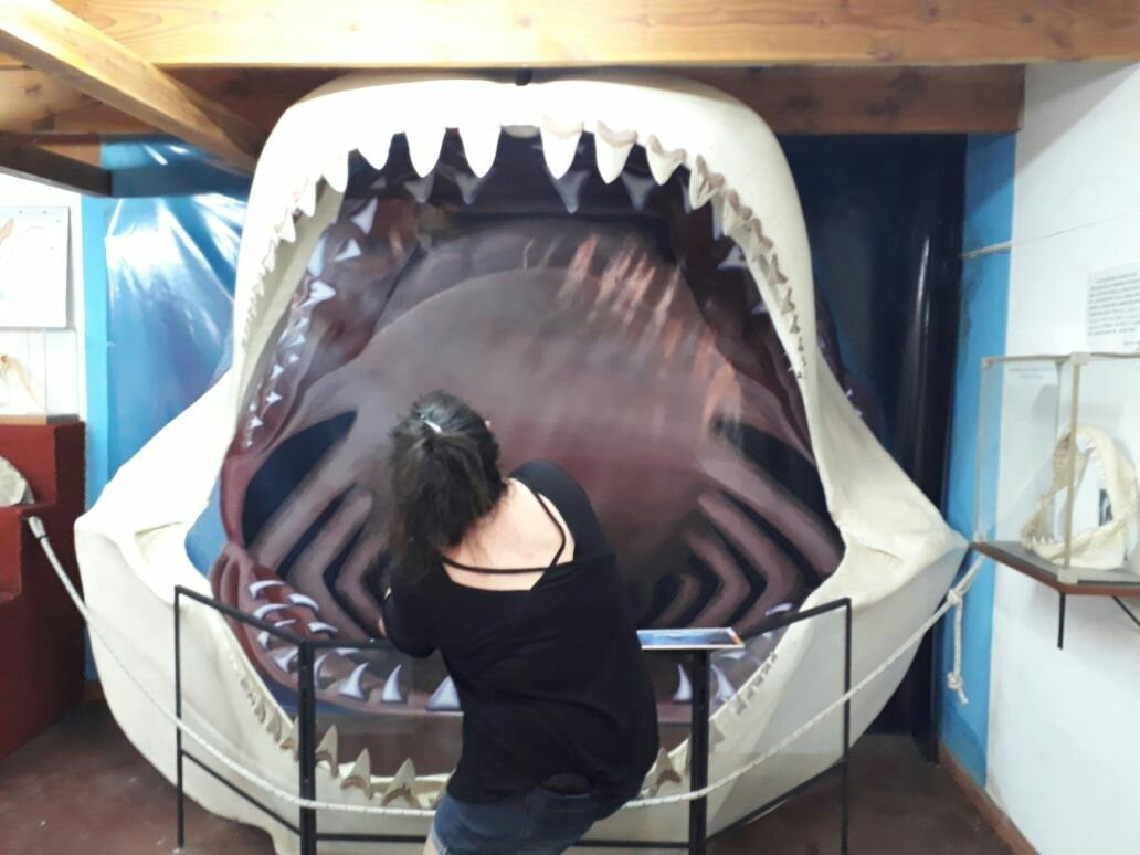 Museo Paleontologico Bariloche-圣卡洛斯-德巴里洛切必去景点