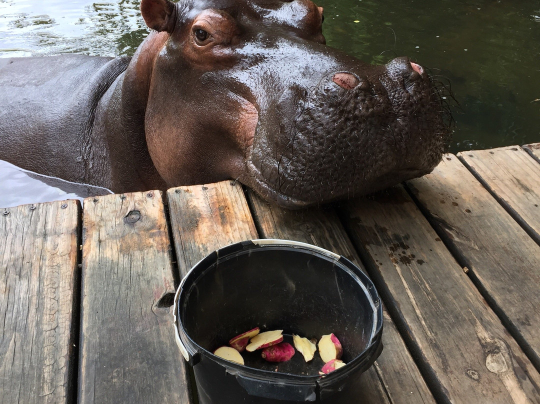 Hippo Jessica景点图片