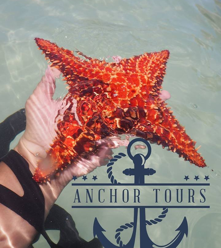 Anchor Tours景点图片