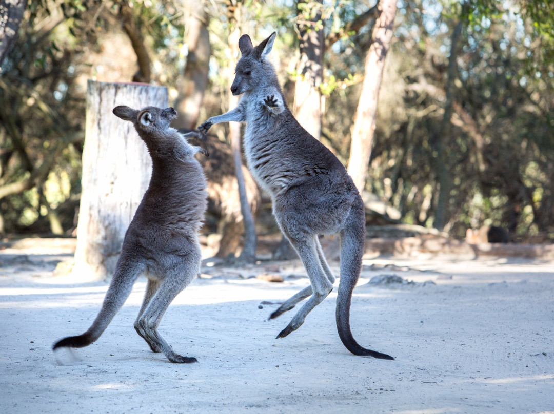 Via Travel-悉尼必去景点