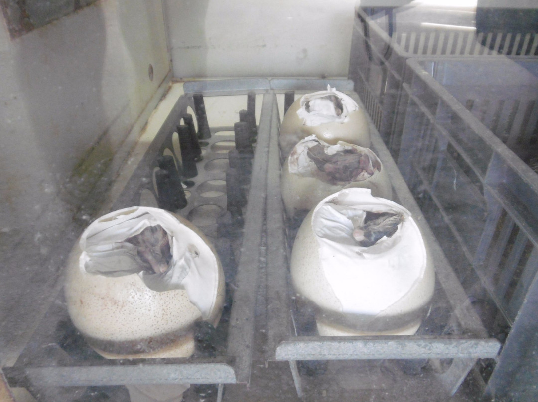 Ferme D'autruches De Guidel景点图片