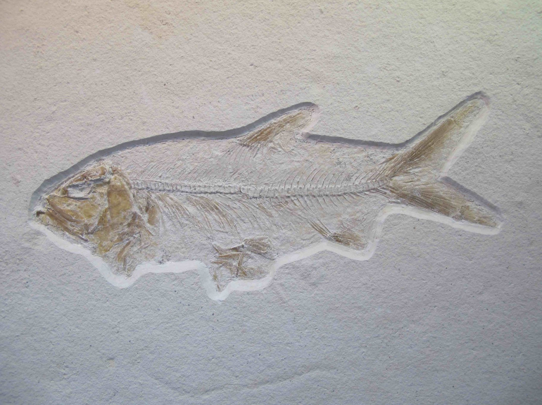 Fossilien Besuchersteinbruch Mühlheim-Mornsheim必去景点