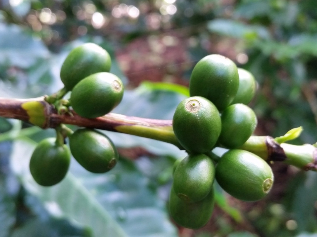 Finca Casanga-波魁特必去景点