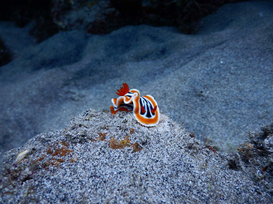 Coral Dive & Adventure景点图片