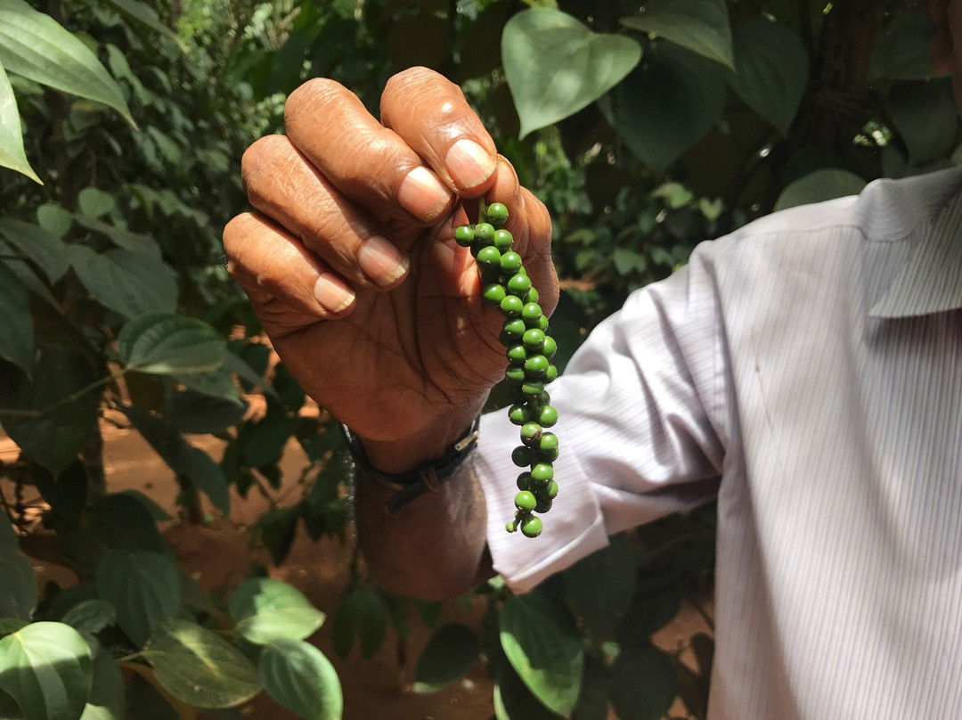 Highland Spice Garden-Matale必去景点